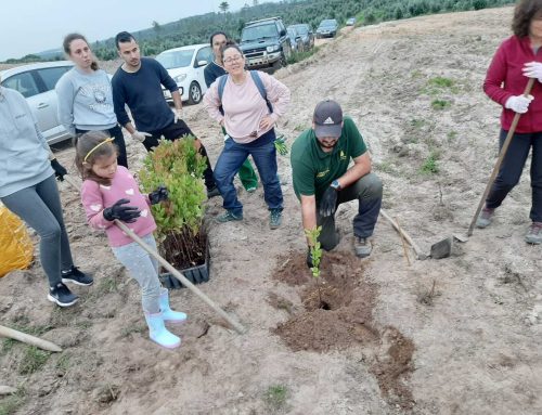 Distribuição e Plantação de árvores 2026